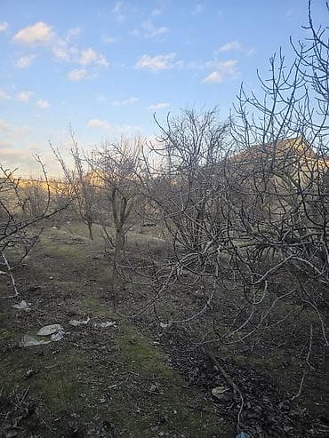 100 kv: 16 sot, Kənd təsərrüfatı, Mülkiyyətçi — 7