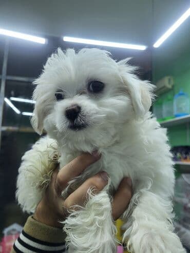 Akvarium aksessuar və ləvazimatları: Malta bolonka, 2 ay, Dişi, Pulsuz çatdırılma — 1