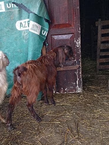 qoyunla: Satılır. safqan hələb erkeyi 7 aylıqdı. qoyun quzu ilə barter olunur — 2