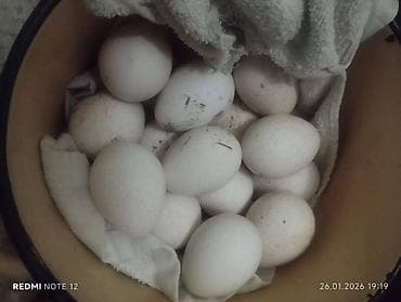 Inəklər, öküzlər: Dişi, Yumurtalıq, Ödənişli çatdırılma — 1