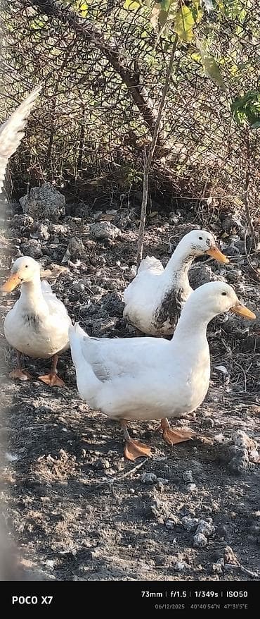 Mayalı Pekin ördəyi yumurtası satılır. Biri 60 qəpik. Yalnız Ağdaş