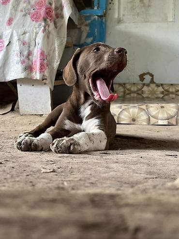 Ov ıtı dıl bılmır ova cxmayıb– qəhvəyi-ağ rəngli, qısa tüklü