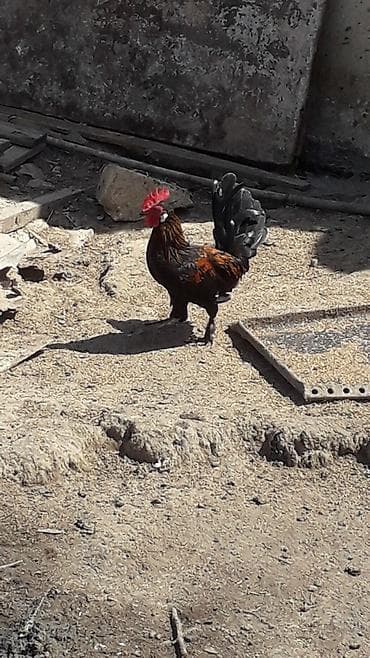 kend cuceleri: Məhsul: Xoruz Təsvir: - Rəng: Qara əsas ton, boyun və bel hissəsində — 2