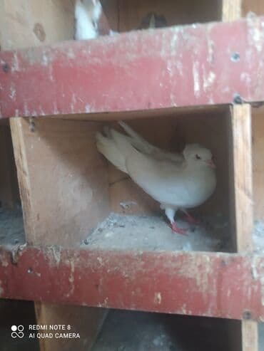 Satılır Göyərçin Sumqayit Azizli