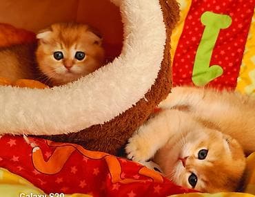 pisik evi: Şotland yastı qulaq — 3