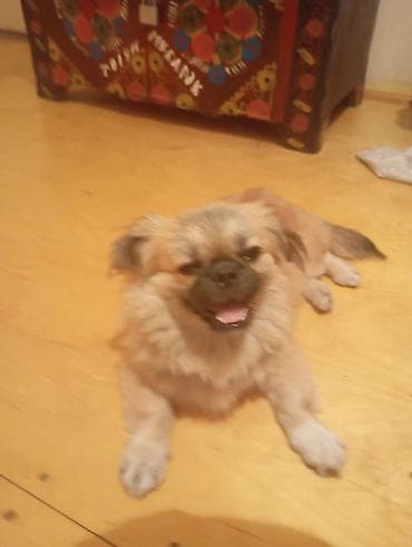 pişik ev: Pekines — 4