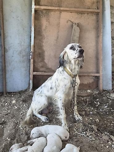 it satiwi: İngilis Setter balaları - Cins: İngilis Setter (ov iti tipli) - Ana — 3