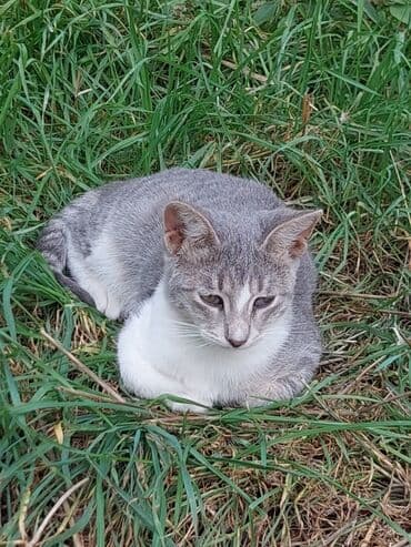 отдам кошку в хорошие руки: В добрые руки — 13