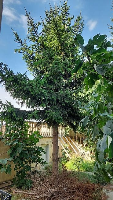 lan: Həyət üçün iri ölçülü həmişəyaşıl iynəyarpaq ağacı – şam/eyni tipli — 2
