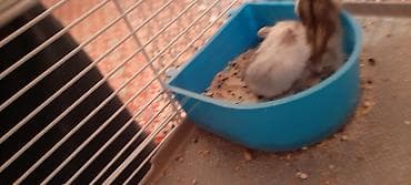 yem satisi: Hamster qəfəsi və aksesuar dəsti - Kiçik gəmiricilər üçün iki — 2