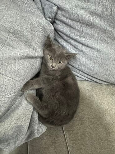 pişik tualet: Yaxşı əllərə — 1