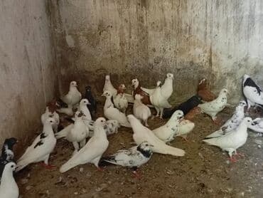 ineklerin satisi: 3 azn dən 20 azn ə kimi quş hamsı satılır ünvan bərdə boş bekar — 6