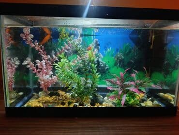 akvarium filterleri: Təcili satılır köclə — 11