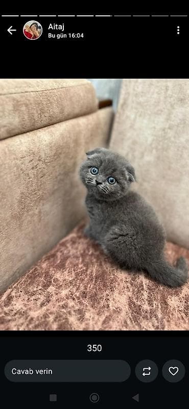 Gəmiricilər: Britan — 4