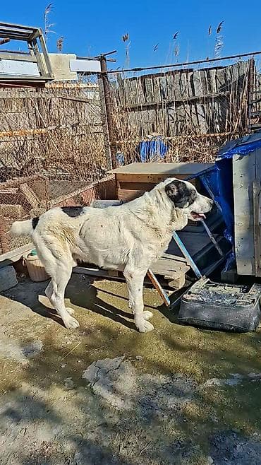 Erkek, Ünvandan götürmə