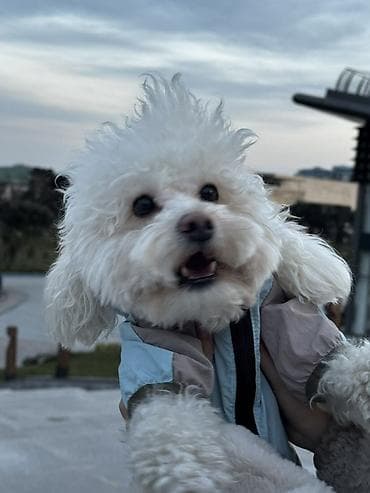 turbo az qusar: Pudel, 1 il, Erkek, Cütləşmə üçün — 1