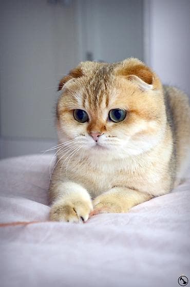 Quşlar: Şotland — 2