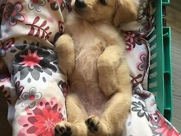 oğlan it adları: Retriever, 2 ay, Erkek, Peyvəndli, Ünvandan götürmə — 7