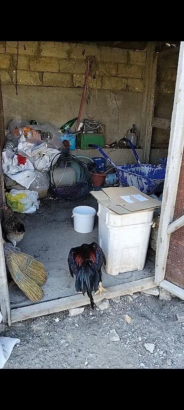 poni at satilir: Salam temiz qan türk cinsi heyratı xoruzu ikisinide satıram eyni — 4