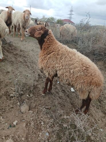 Коровы, быки: Salam 2 illik erkekdi.6 aydl almlsam.super damazdlqdl men almlşdlm ki — 1