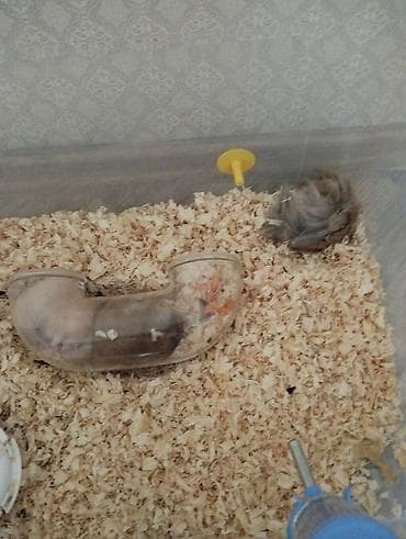 hamster qefesi: Məhsul: Hamsterlər (uzun tüklü cins) Təsvir: - Şirin, uzun tüklü — 2