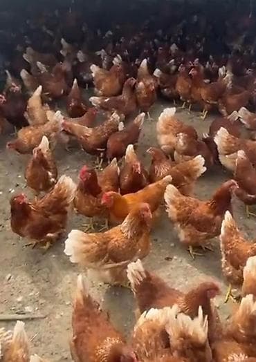 cins qoyun: Toyuq, Yumurtalıq, Pulsuz çatdırılma — 3