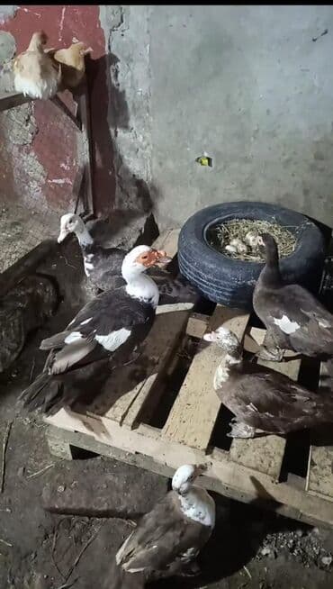 kayuqa ördək: Məhsul: ağ-qara və qəhvəyi-ağ rəng çalarlarında muskovi ördəklər — 7