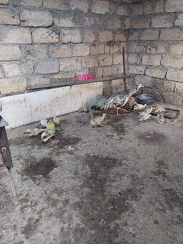 qus qefes: Salam tovuzquşu balalari satilir. 1 ededi 40 manata — 1