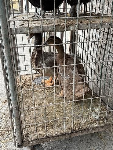 at satısı: Satılır: ördəklər (cüt) - Növ: ferma/ev quşu – ördək - Say: 2 ədəd — 2