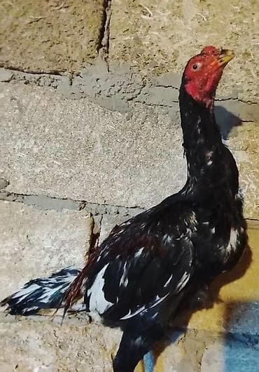 satdıq at: Məhsul: heyvan satılir Mərdəkanda pul lazımdı istəyən yazsin 11 — 4