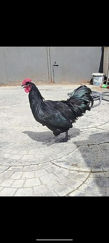 Salam aleykum Australop 2dene cavan vaksinleri olunub cicek vaksinleri lalafo.az -da Salam aleykum Australop 2dene cavan vaksinleri olunub cicek vaksinleri