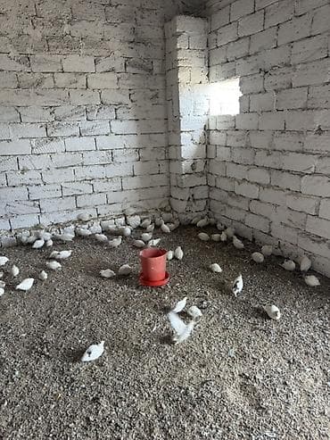 danisan qus: Ağ rəngli bildirçin sürüsü - Növ: yumurtalıq və ətlik istiqamətli ağ — 5