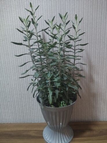 Sukkulent “Kalankoe – Bryophyllum (Mother of Thousands)” saksıda