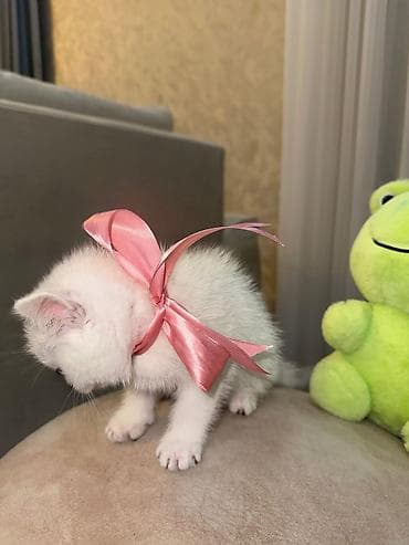 Quşlar: Ağımtüklü, mavi gözlü balaca pişik balası - Rəng: qar kimi ağ tüklər — 3