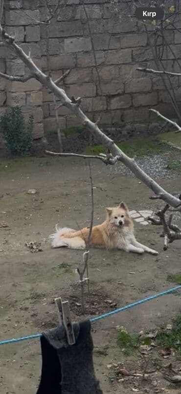 Zvanok həyət iti erkəy qiyməti 120