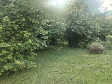 bag evlerinde is elanlari 2024: 8 sot, Kənd təsərrüfatı, Kupça (Çıxarış) — 3