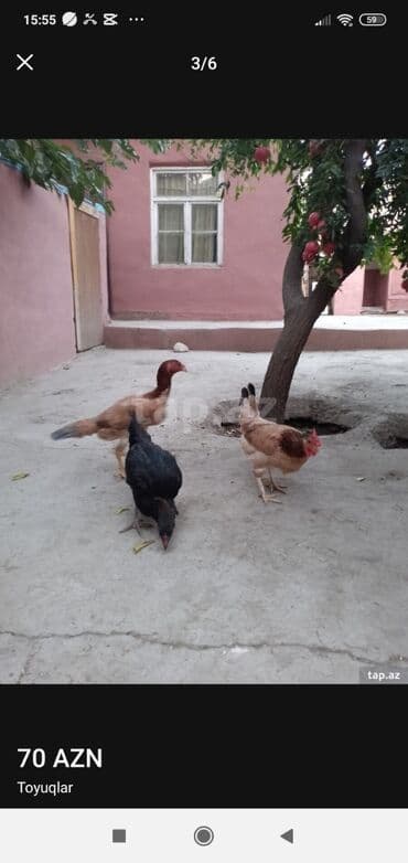 pulsuz heyvanlar verilir: İki heyratı satılır biri adı toyuqdu o satılmır 10 ayligdilar qiymət — 5