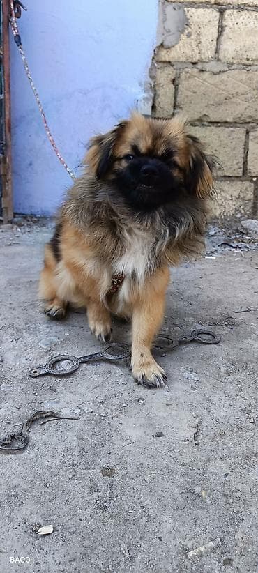 Quşlar: Pekines — 4
