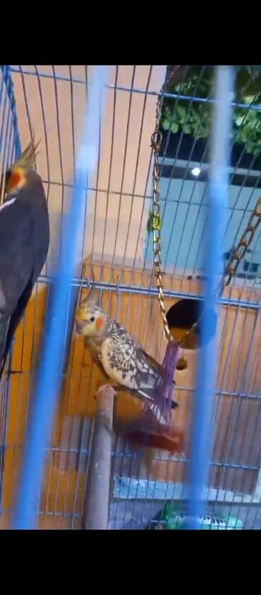 Məhsul: Nimfa tutuquşları (cüt) Təsvir: - Kafesdə bir cüt nimfa