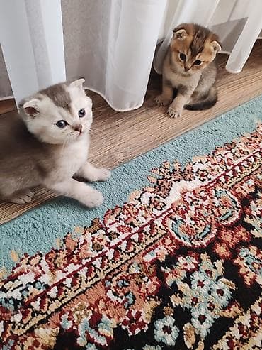 arpa qiyməti: Şotland yastı qulaq — 4