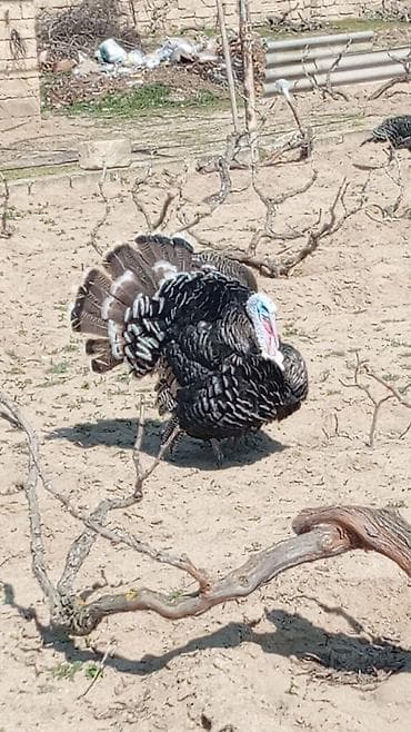 Gəmiricilər: Tecili Kanada hindusqa yumurtasi bugune otuz eded var 9 gunlukdr — 3