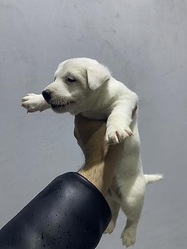 it az: Cek rassel teryer — 1