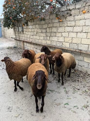 сколько стоят щенки: Самец, Qala, лет: 1, 65 кг, Для разведения, Самовывоз — 3