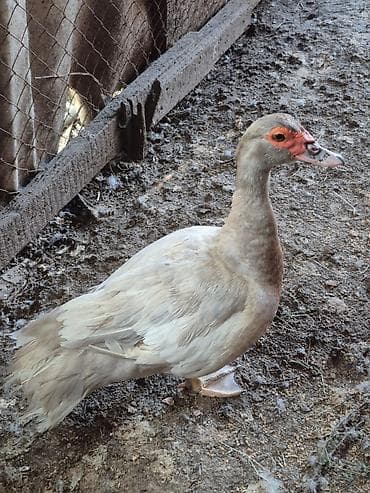 Ördəklər: Dişi, | Lal ördək, Damazlıq — 3