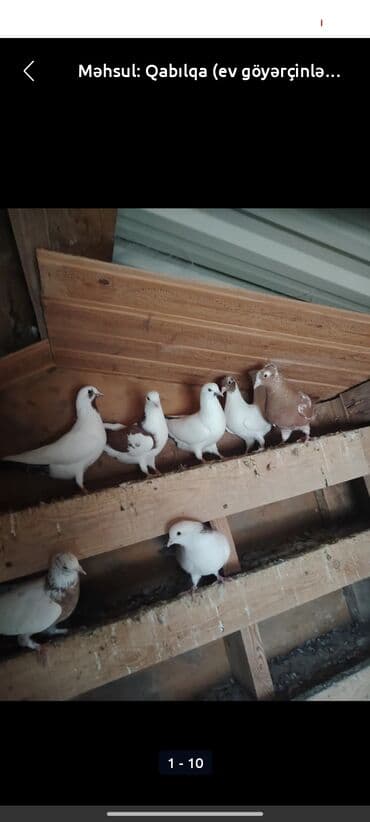 K/t heyvanları və malları: Heç kim bu qusdari almasın peyserdi satan adam 30 manat pul atım bloka — 1