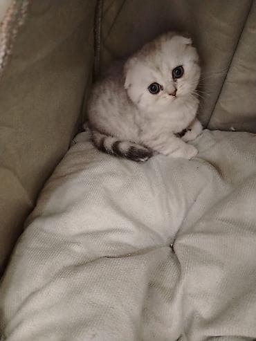 ev pisiyleri: Şotland yastı qulaq — 1