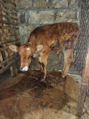 Südlük inək və balası - Növ: südlük inək (qara rəngdə), yanında erkək