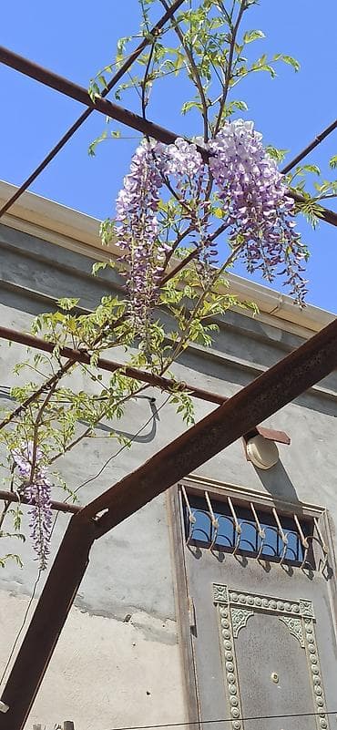 maral buynuzu bitkisi: Visteriya gülün köklü cilingləri satılır 1 metr 2 metr 3 metrəlik — 2