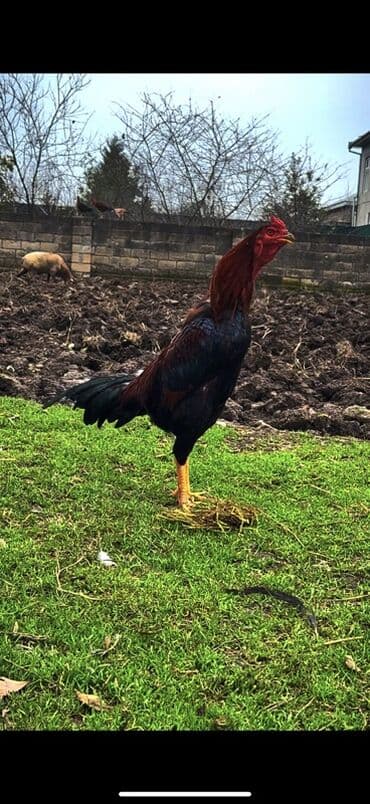 Boşqablar: Malay döyüş xoruzu – hündürboy, güclü skeletli və əzələli quruluş — 1