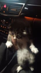 породистые кошки в добрые руки: Шотладская вислоухая, Самец, В добрые руки, Платная доставка — 3